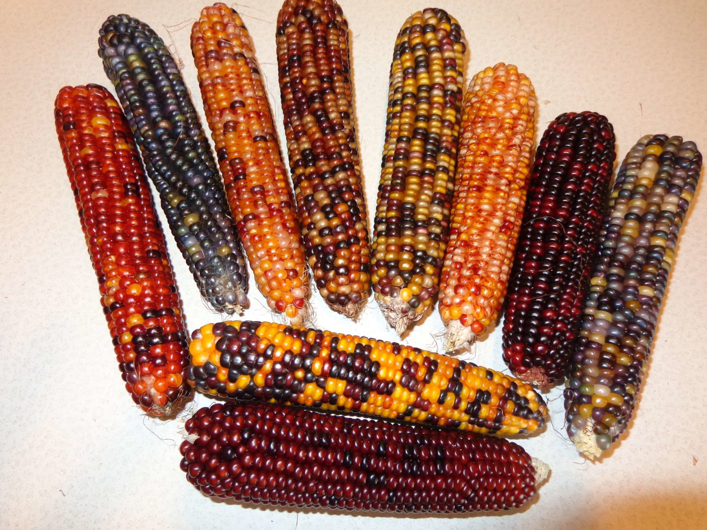 Calico Popcorn (Not Treated)