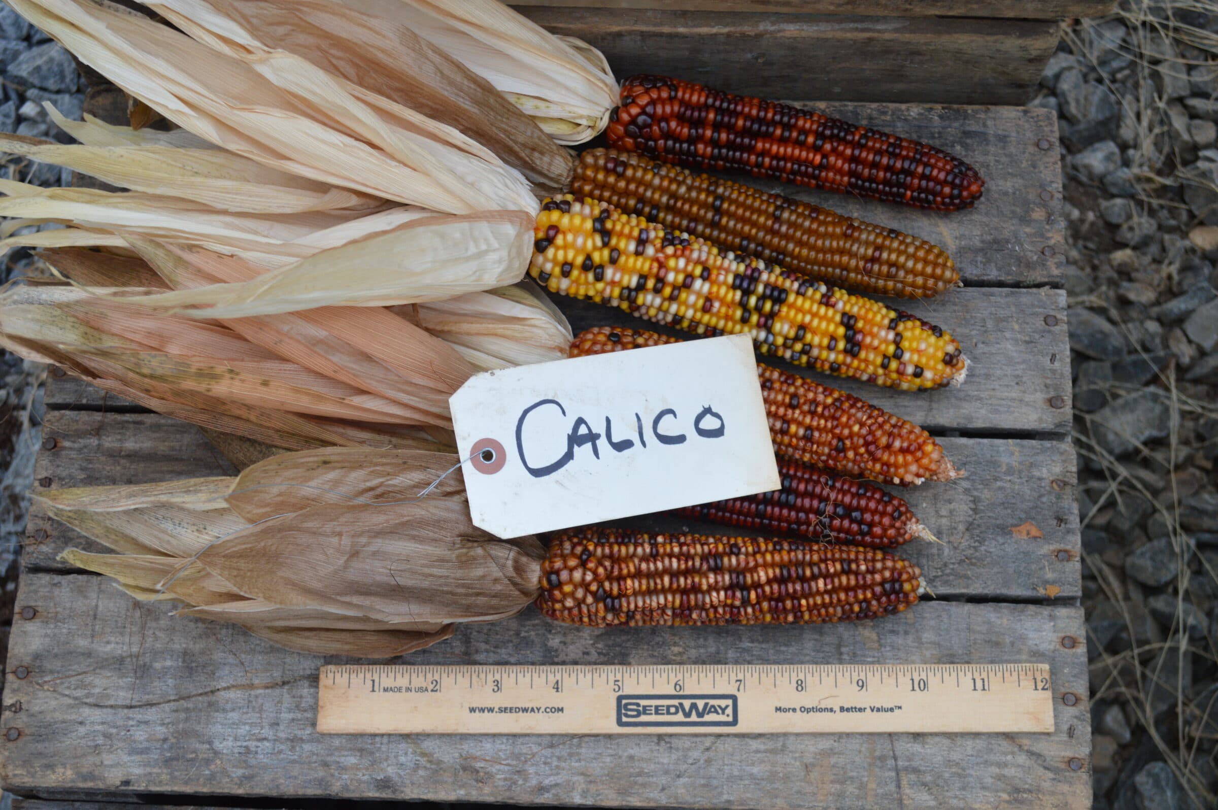 Calico Popcorn (Not Treated) - Image 2