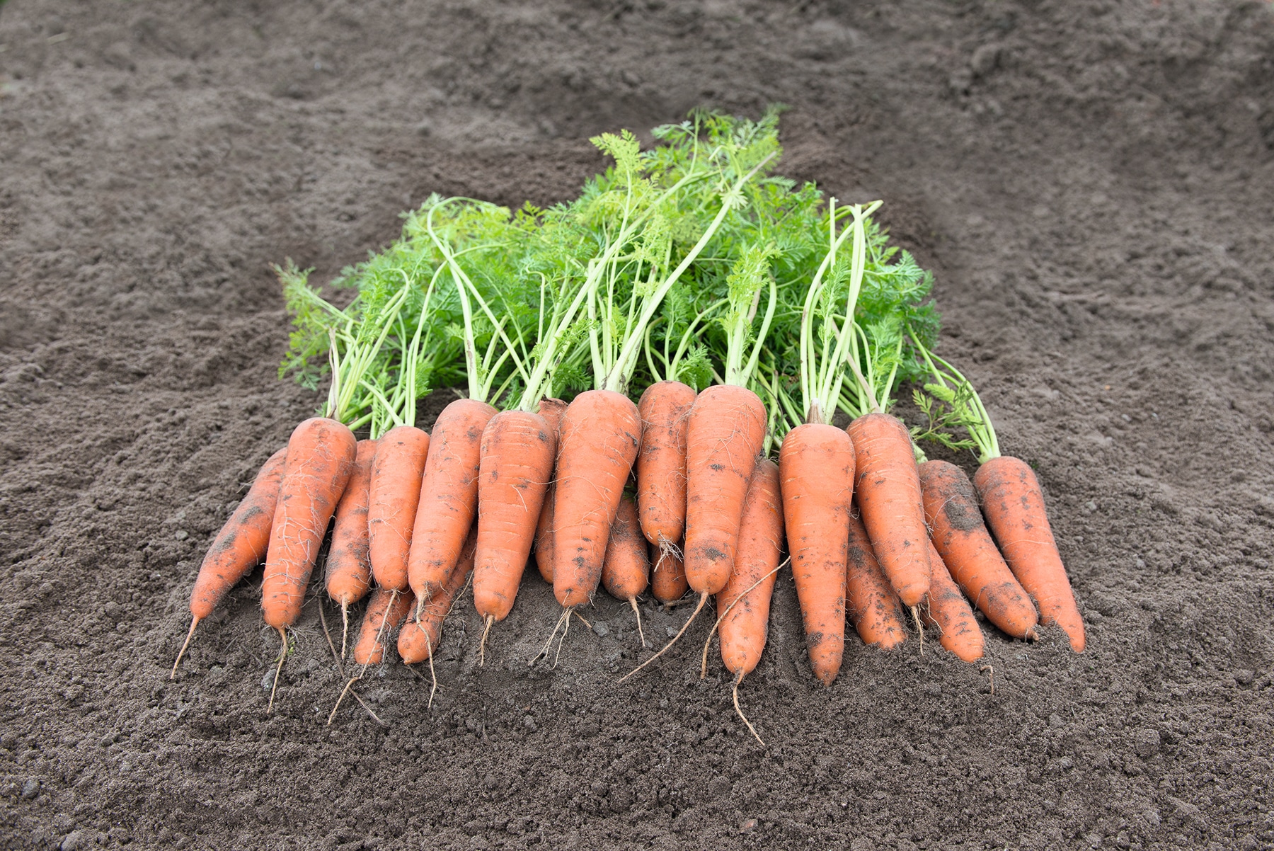 Canberra Carrot (Treated Seed)