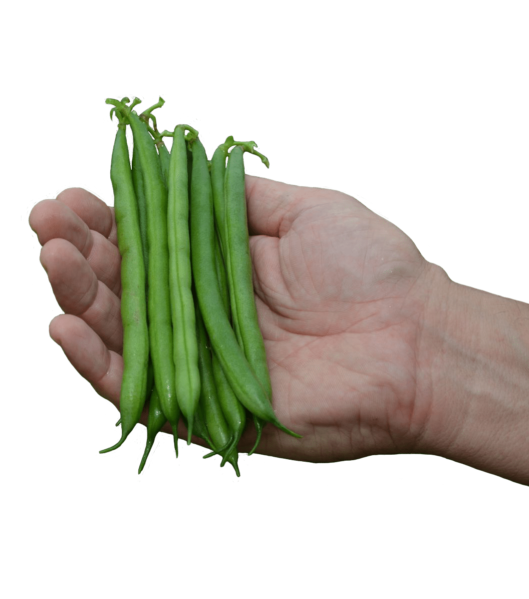 Caprice Green Pod Bush Bean (Not Treated)