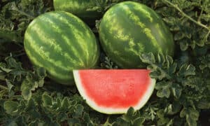 Captivation Watermelon (Primed)