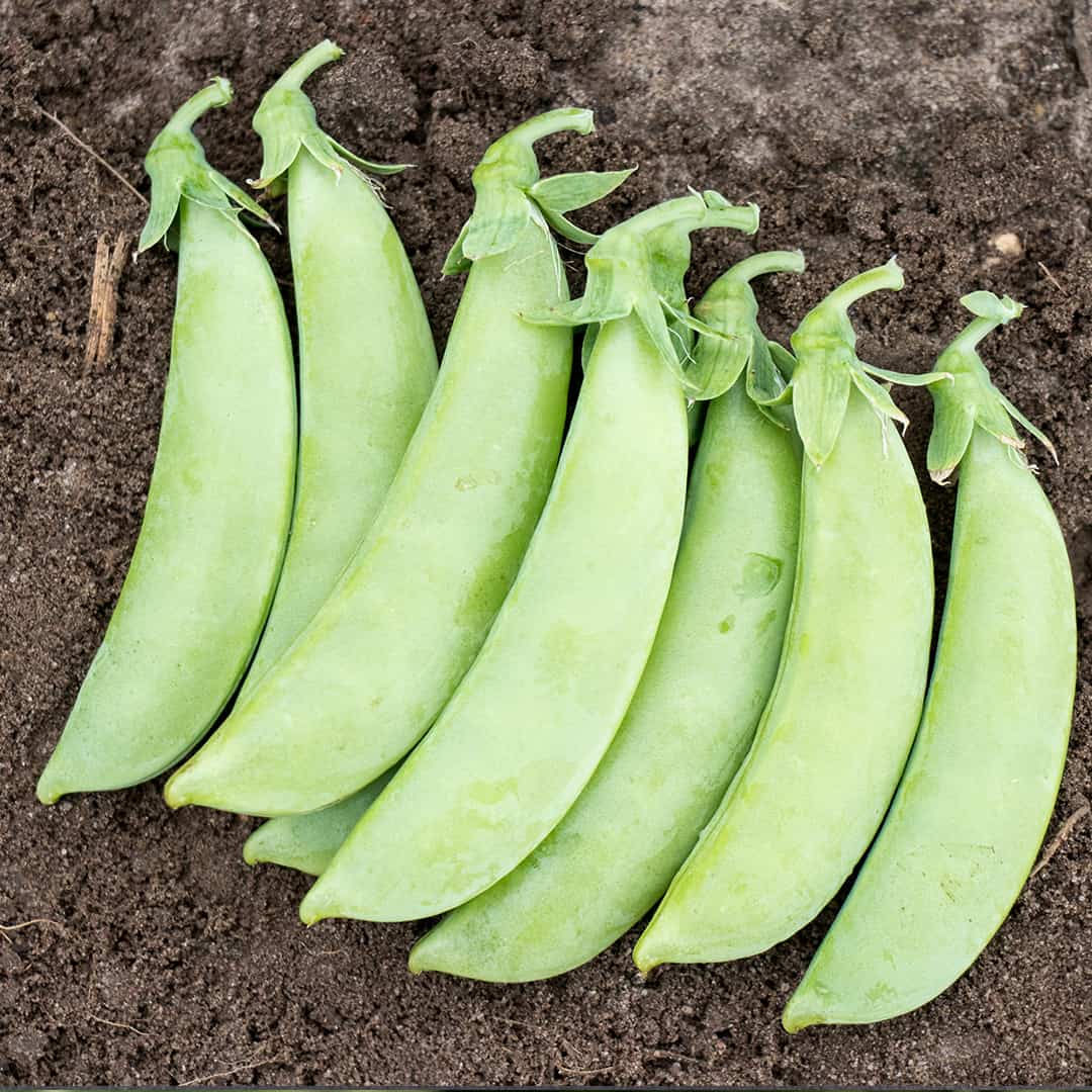Cascadia Peas (Not Treated) - Image 3