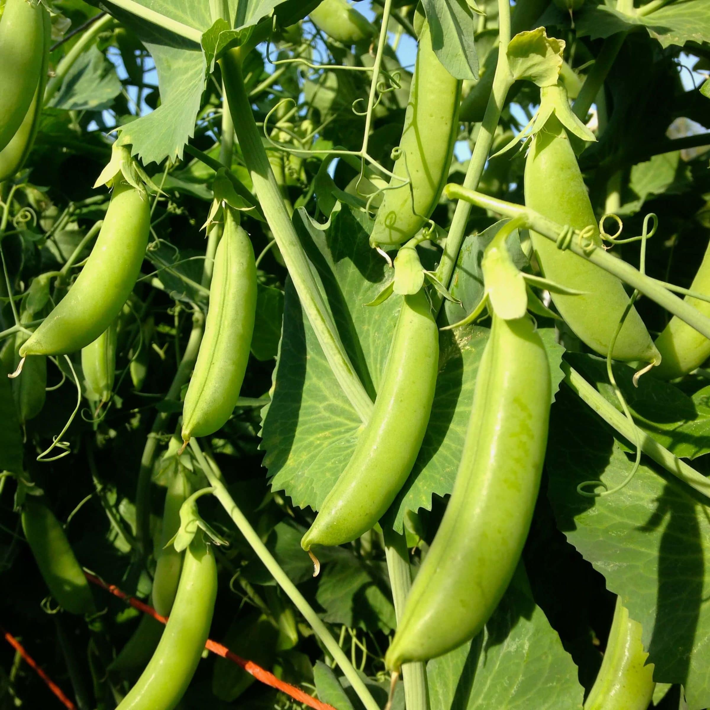 Cascadia Peas (Not Treated)