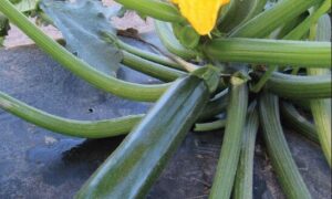 Cash Machine Zucchini (Farmore)