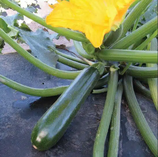 Cash Machine Zucchini (Not Treated)