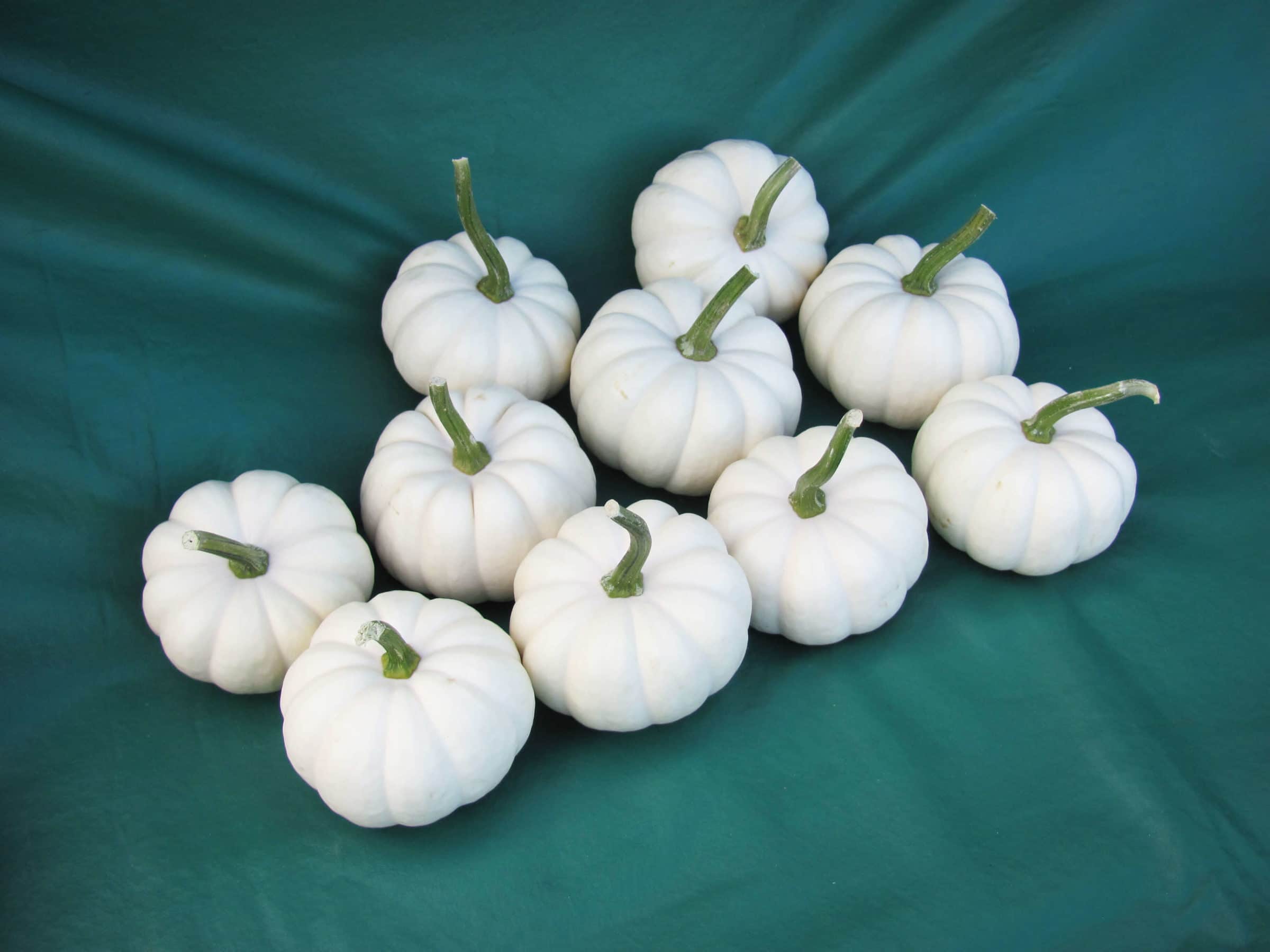Casperita Pumpkin (Farmore) - Image 2
