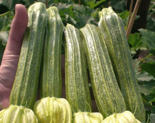 Cassia Squash (Organic)