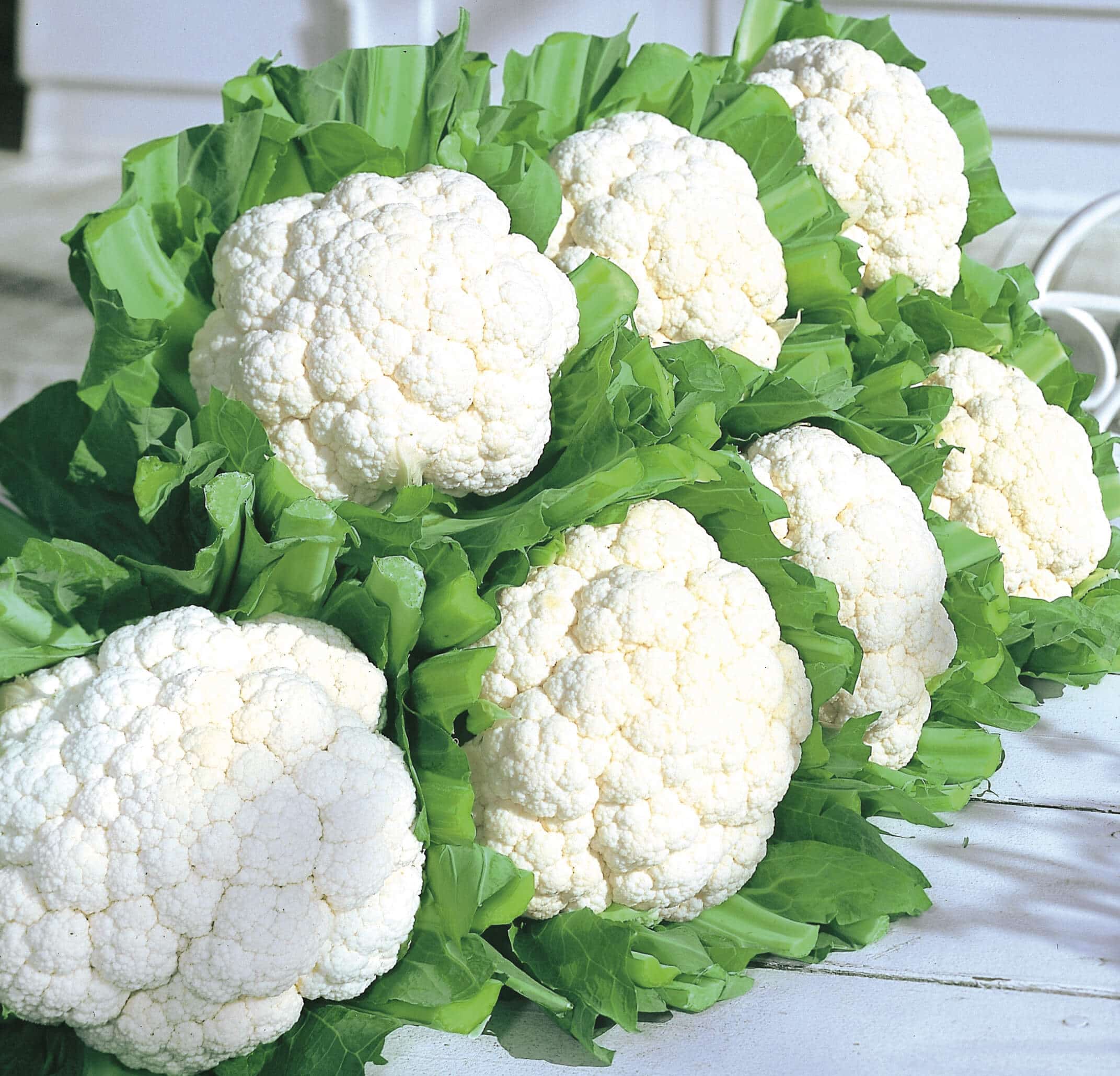 Snow Crown Cauliflower (Not Treated)