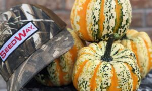 Celebration Squash (Farmore)