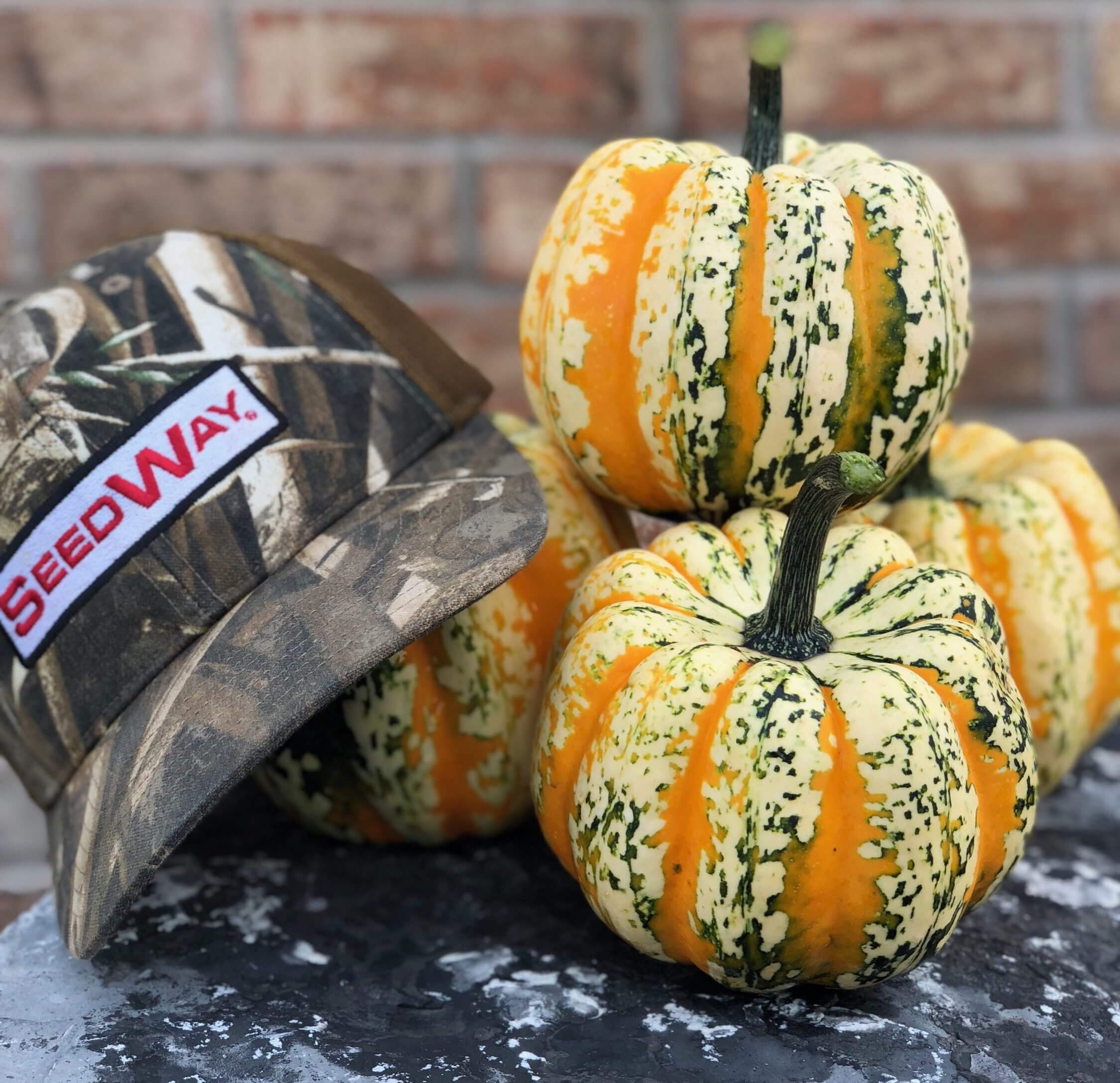 Celebration Squash (Farmore)
