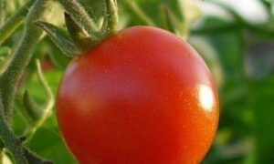 Celebrity Tomato (Not Treated)