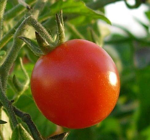 Celebrity Tomato (Not Treated)