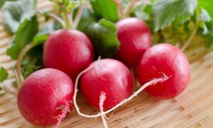 Champion Radish (Not Treated)
