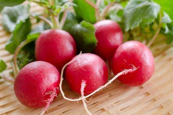 Champion Radish (Treated Seed)