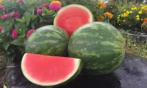 Charismatic Watermelon (Primed)