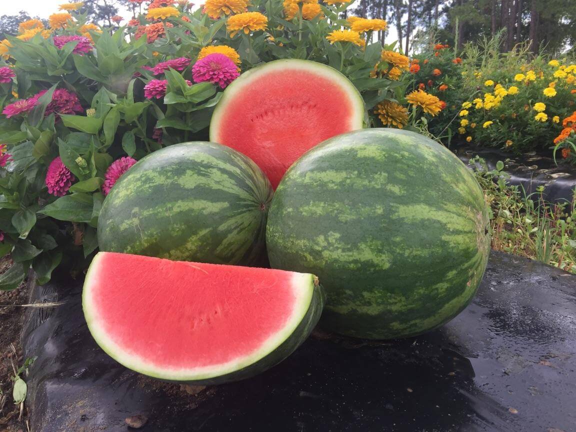 Charismatic Watermelon (Primed)