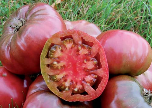 Cherokee Purple Tomato (Organic)