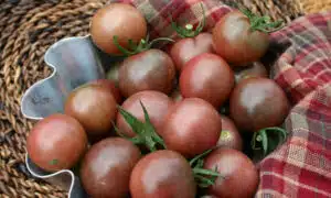 Chocolate Cherry (Treated Seed)