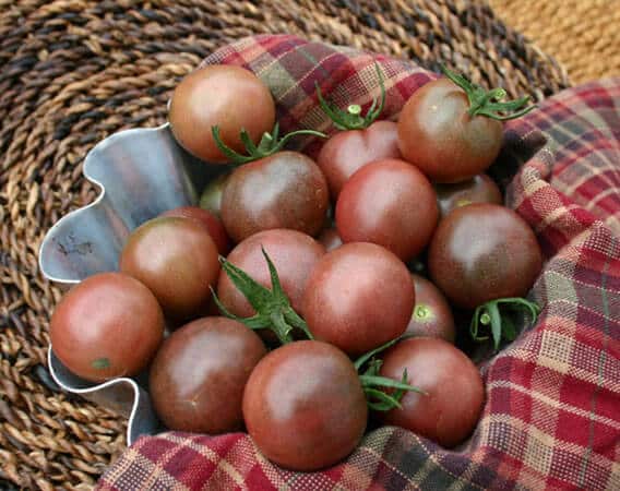 Chocolate Cherry (Treated Seed)