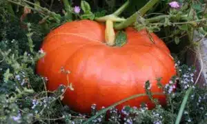 Cinderella Pumpkin (Farmore)