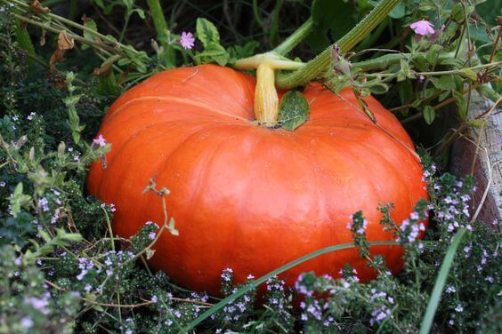 Cinderella Pumpkin (Farmore)