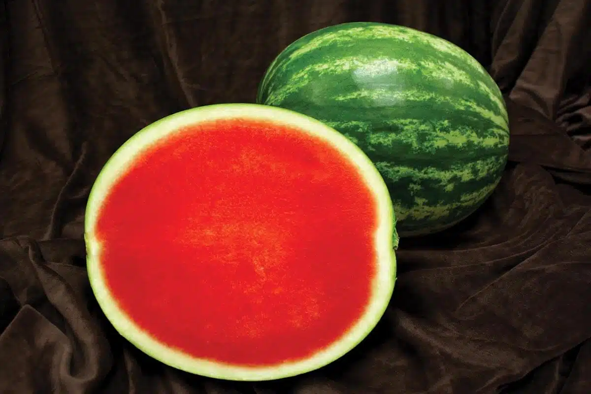 Citation Watermelon (Not Treated)