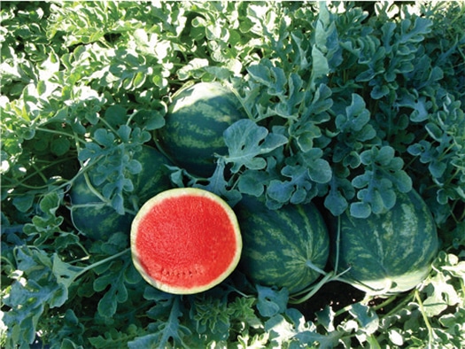 Citation Watermelon (Not Treated) - Image 2