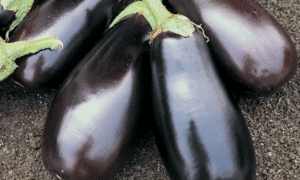 Classic F1 Eggplant (Treated Seed)