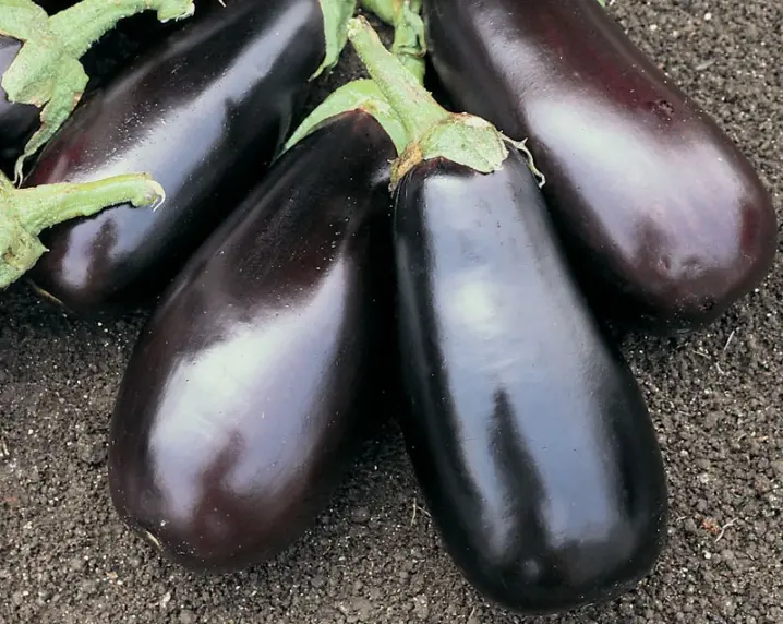 Classic F1 Eggplant (Treated Seed)