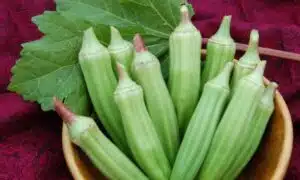 Clemson Spineless Okra (Not Treated)