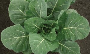 Flash Collard Greens (Not Treated)