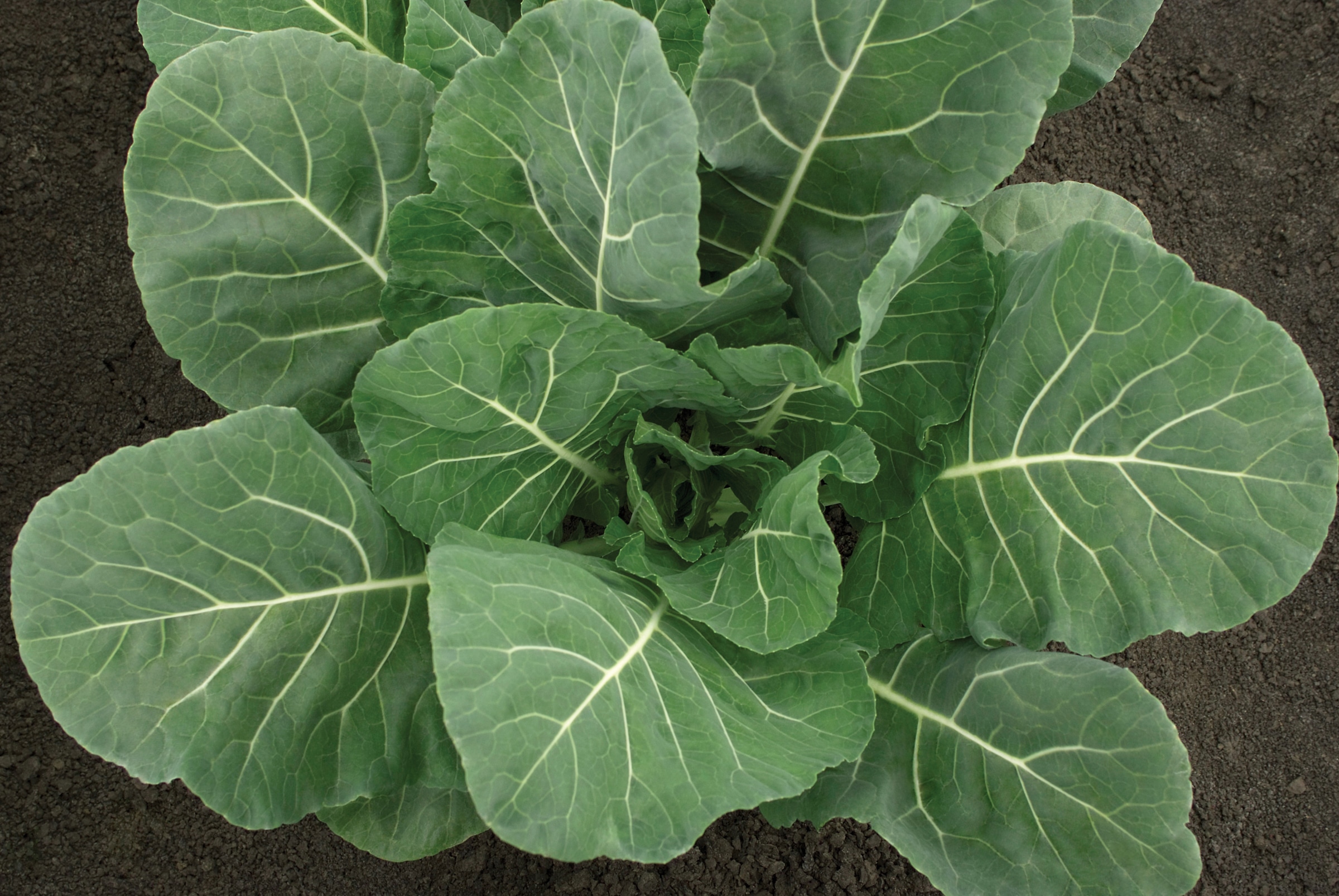 Flash Collard Greens (Not Treated)