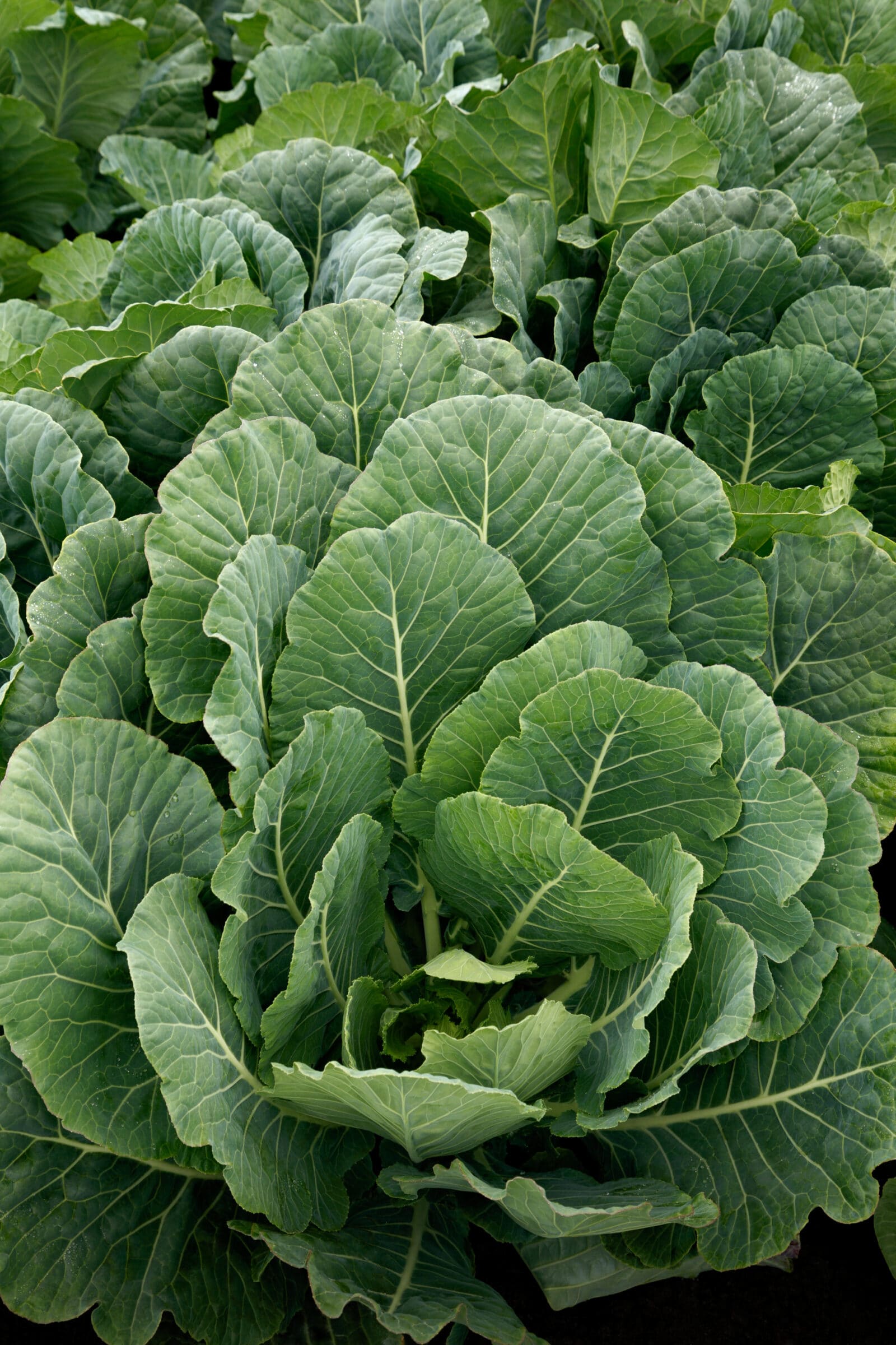Top Bunch 2.0 Collard Greens (Treated Seed)