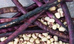 Coronet Pinkeye Cowpea (Treated Seed)