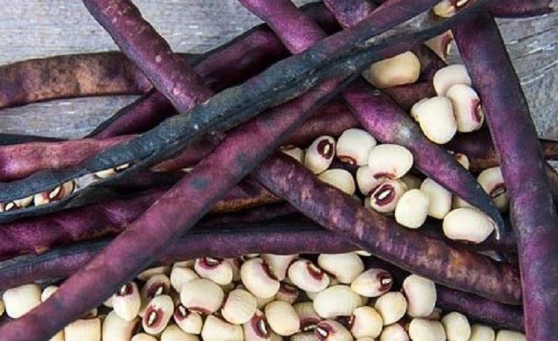 Coronet Pinkeye Cowpea (Treated Seed)