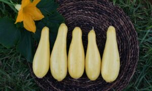 Cougar Squash (Farmore)
