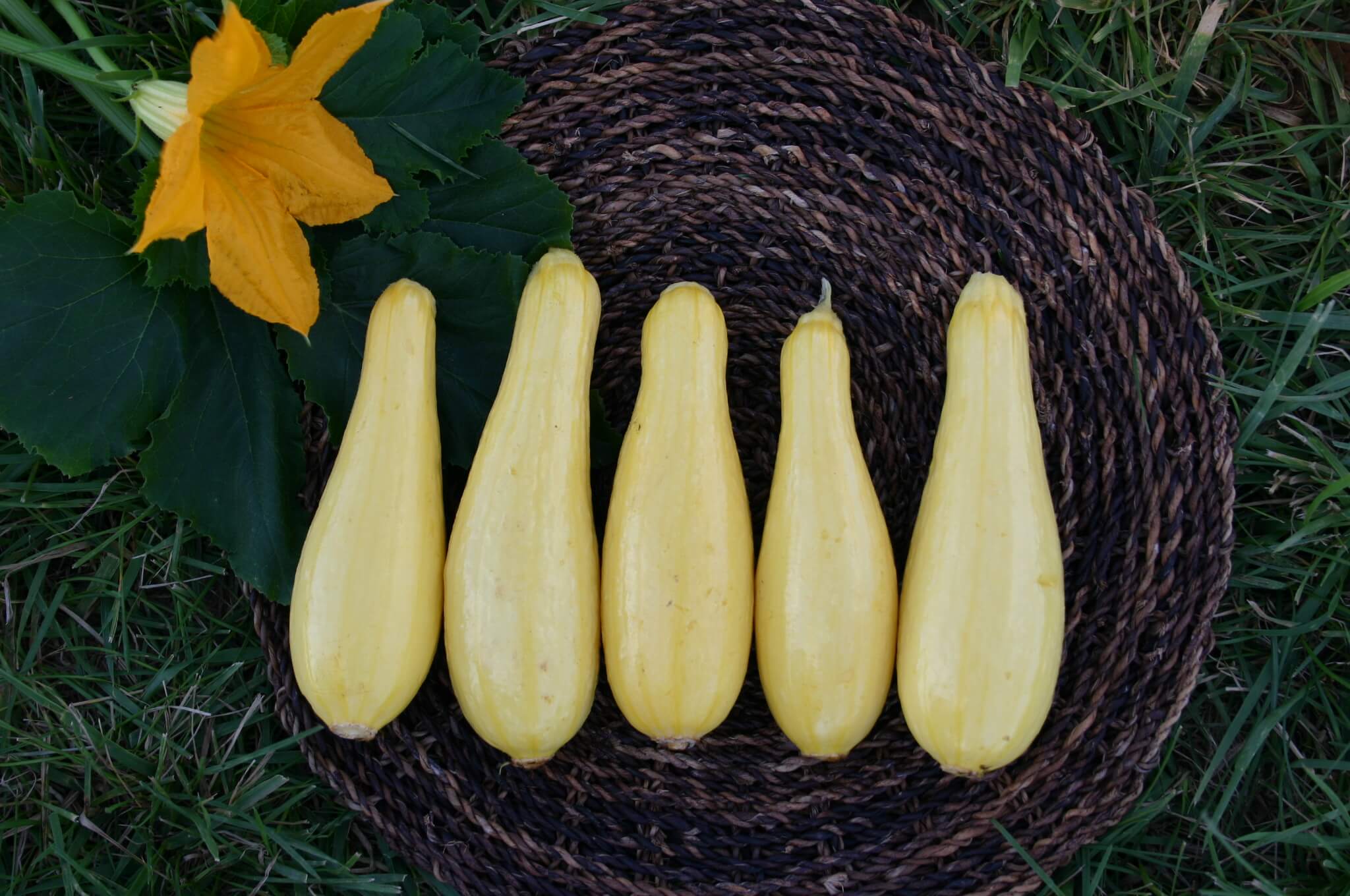 Cougar Squash (Treated Seed)