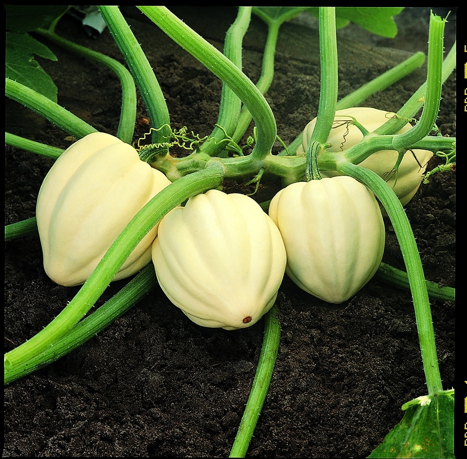 Cream Of The Crop Squash (Farmore)