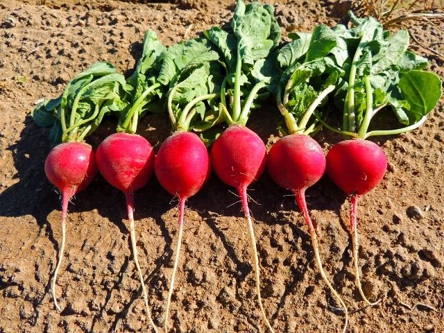 Crimson Giant Radish (Not Treated Seed)