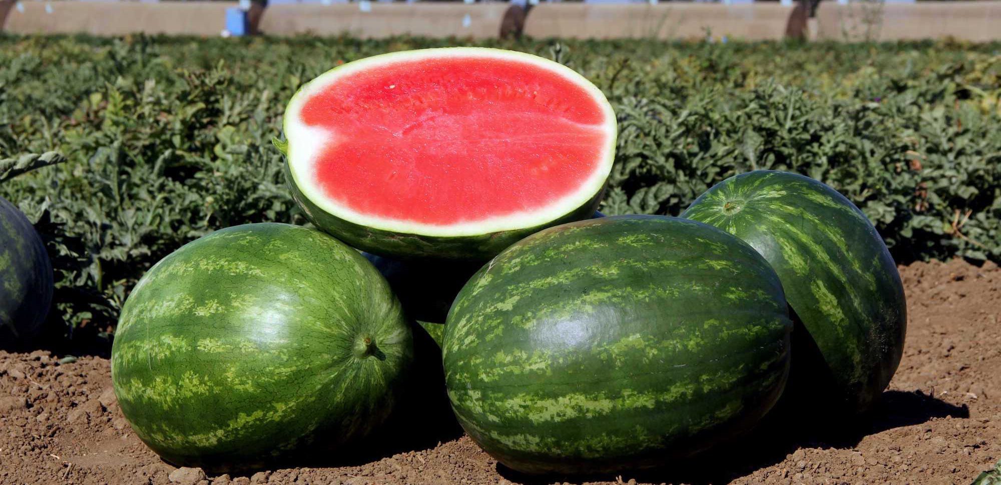 Crunchy Red Watermelon (Primed)