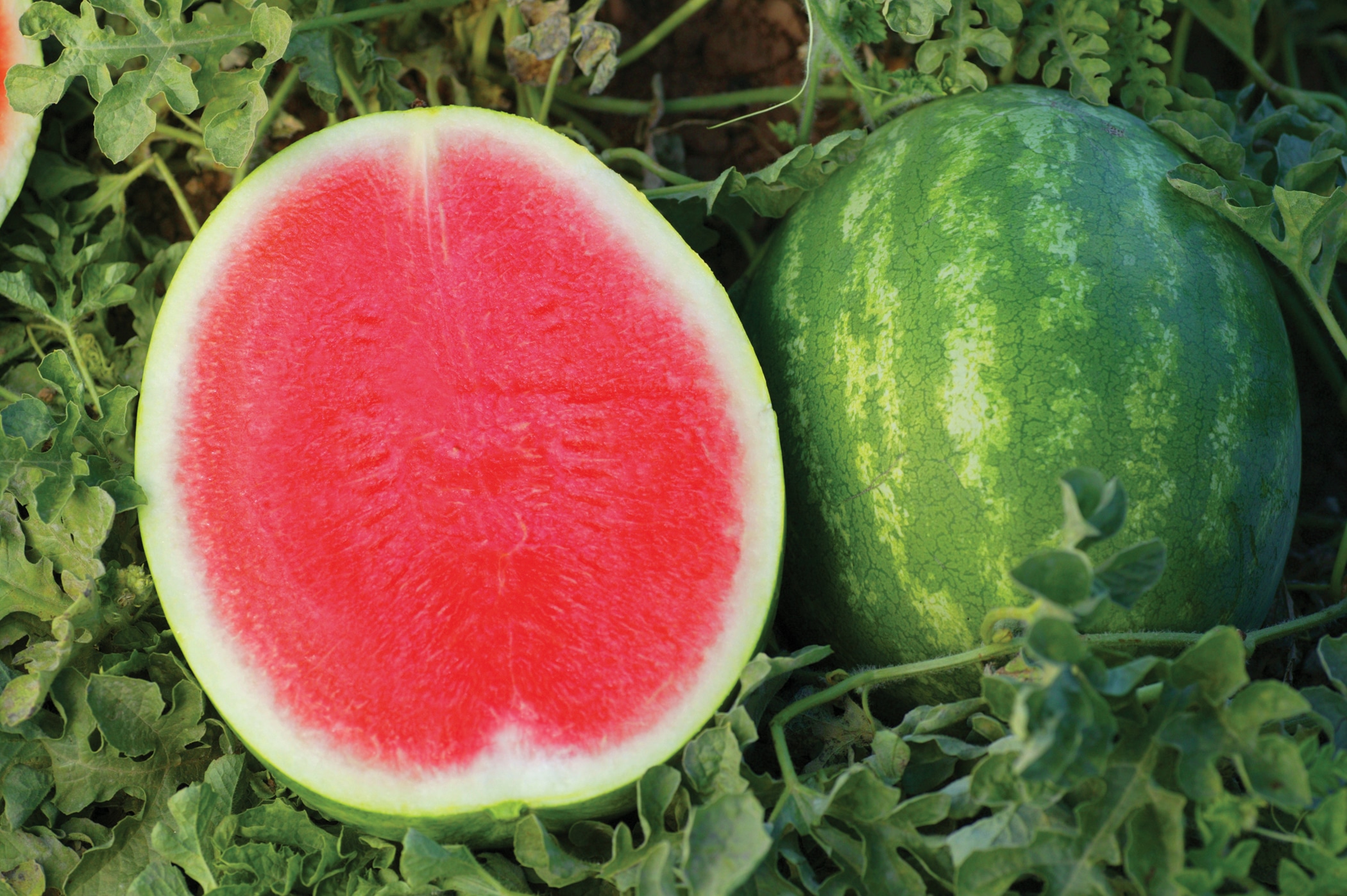 Crunchy Red Watermelon (Primed) - Image 2
