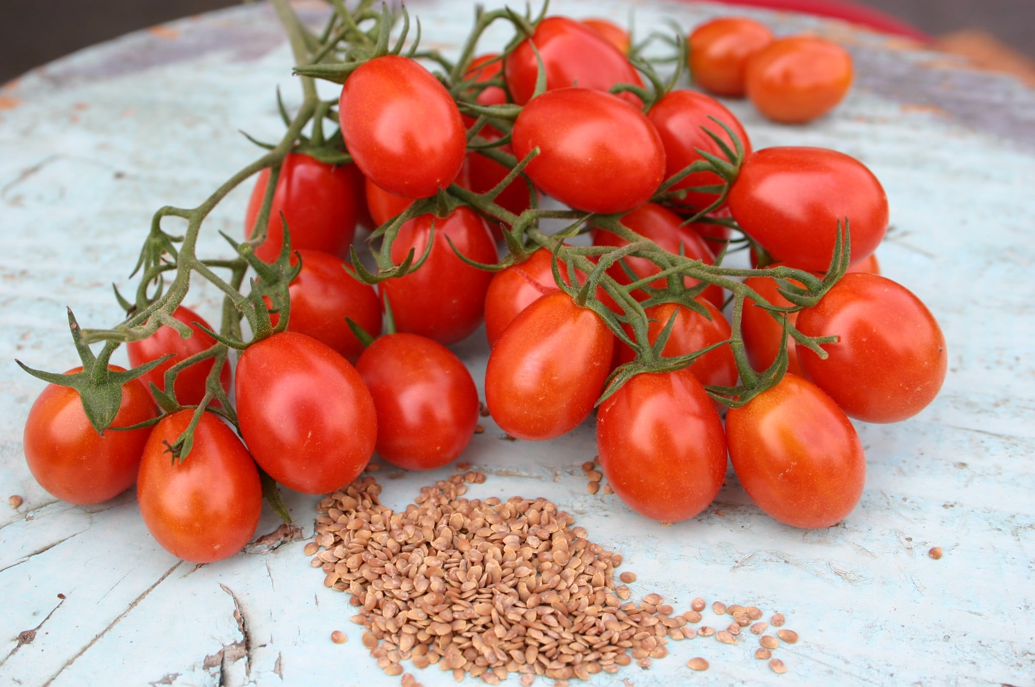 Cupid Tomato (Primed Seed) - Image 2