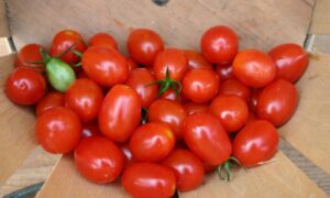 Cupid Tomato (Primed Seed)