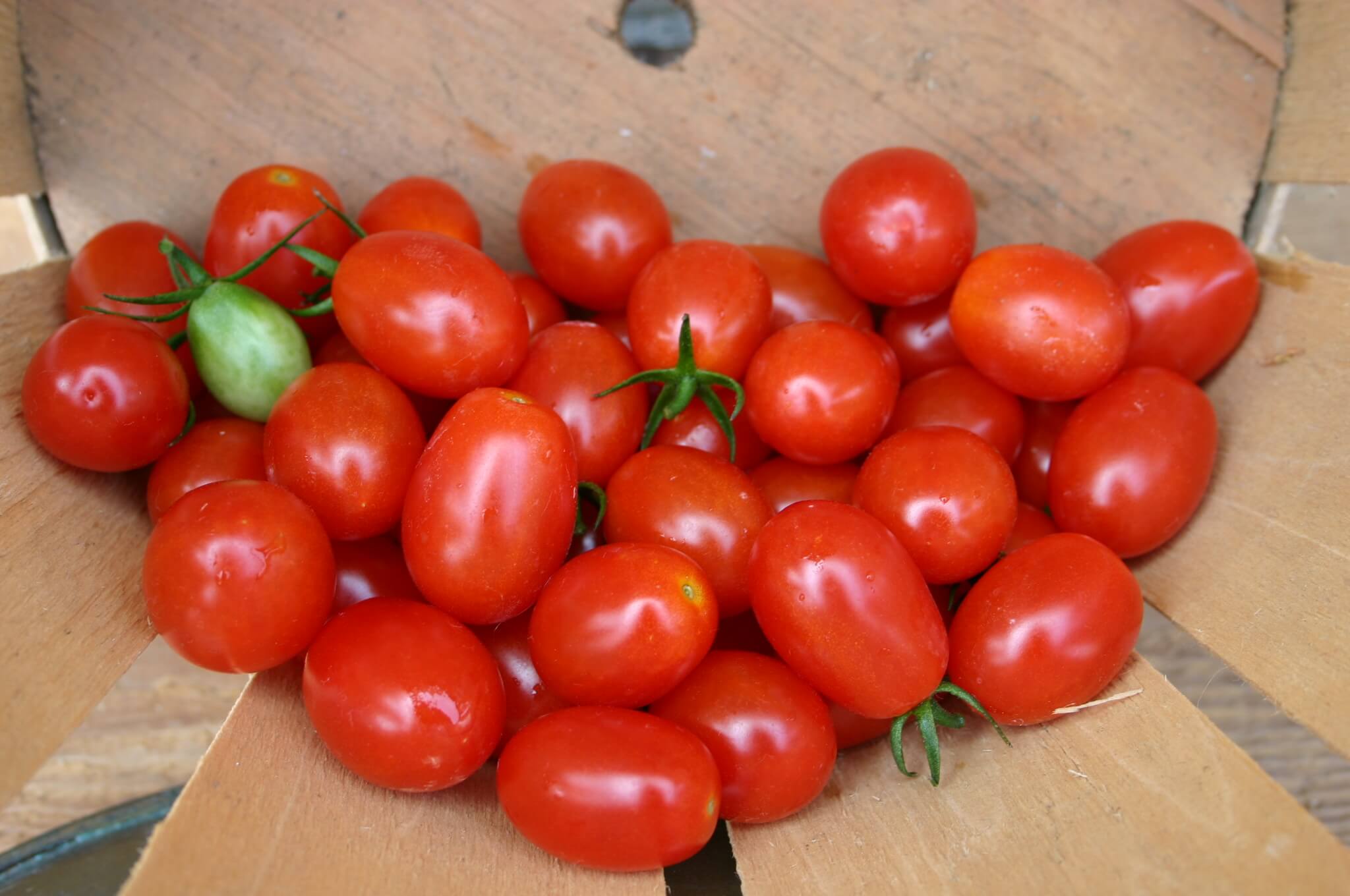 Cupid Tomato (Primed Seed)