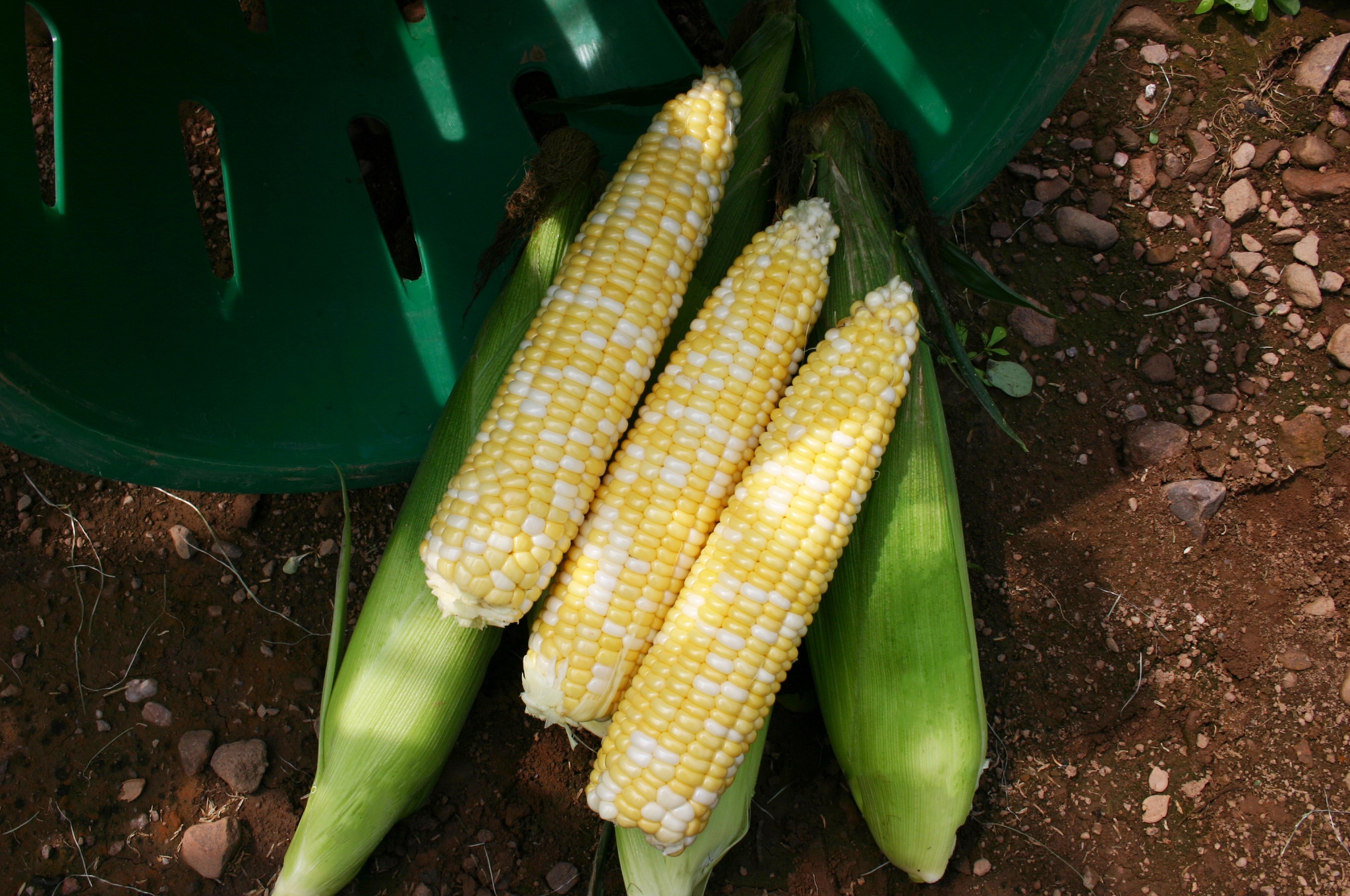 Cuppa Joe Sweet Corn (Cruiser Treated)