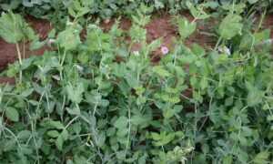 Dwarf Grey Sugar Peas (Not Treated)