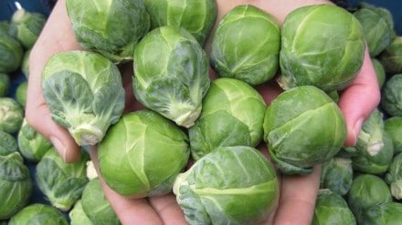 Dagan Brussels Sprouts (Organic) - Image 2
