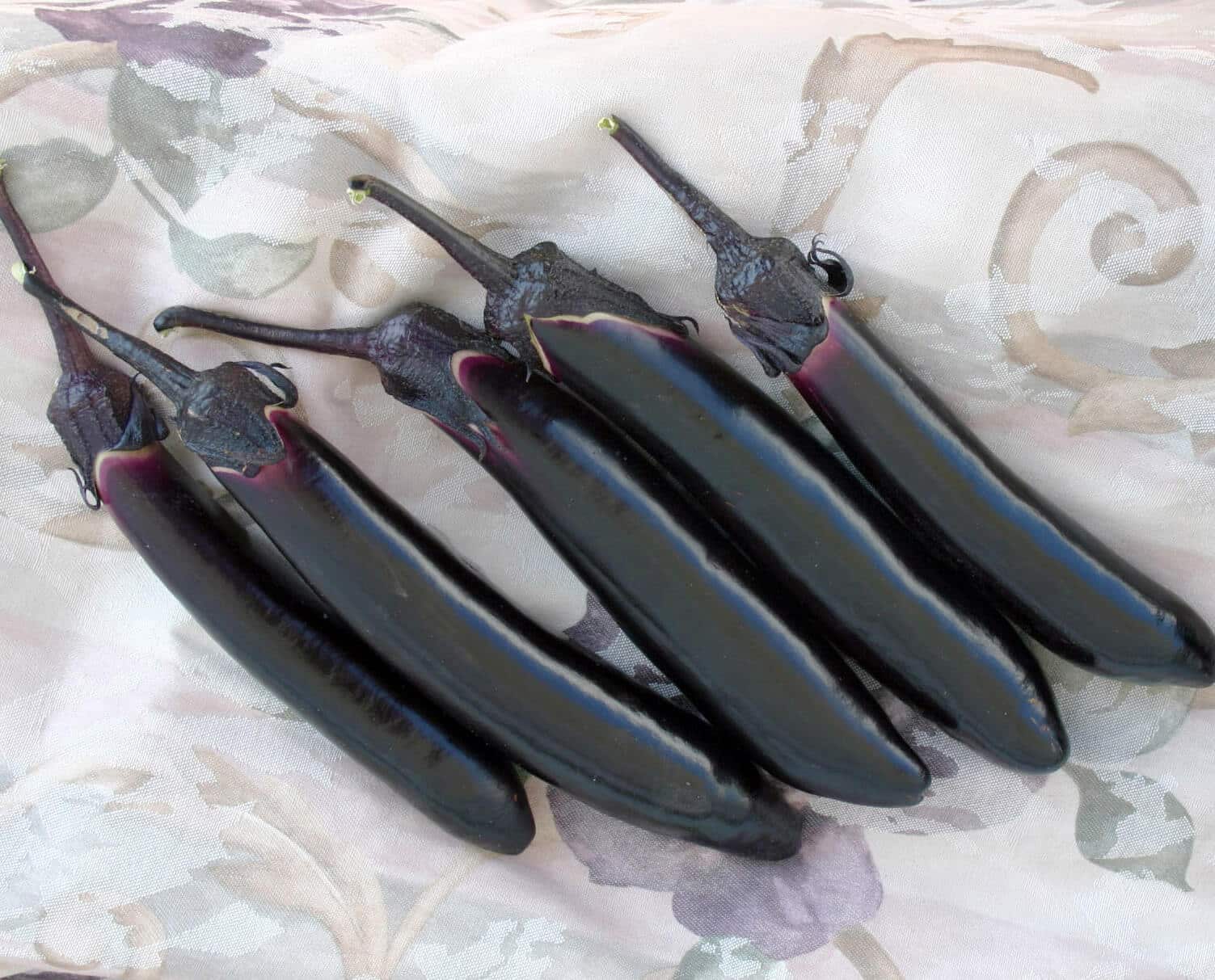Dairyu Eggplant (Not Treated)