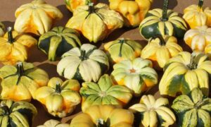 Daisy Gourd (Farmore Treated)