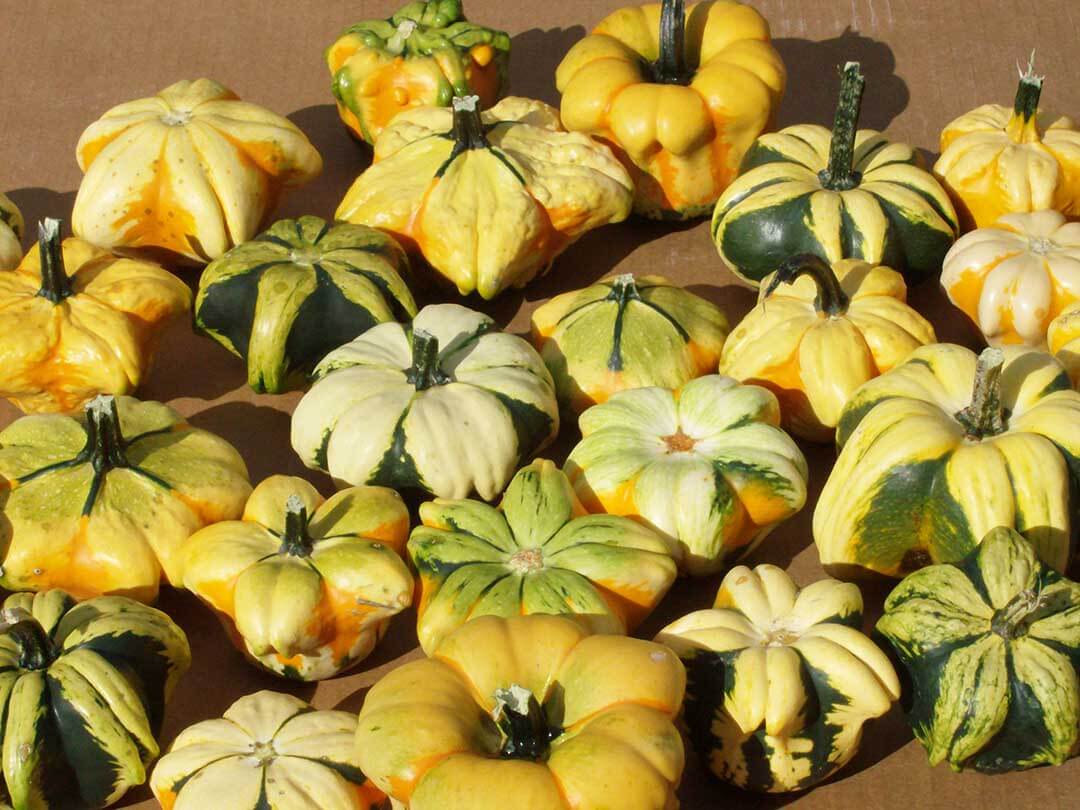 Daisy Gourd (Farmore Treated)
